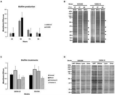A Maverick-like cluster in the genome of a pathogenic, moderately virulent strain of Gallibacterium anatis, ESV200, a transient biofilm producer